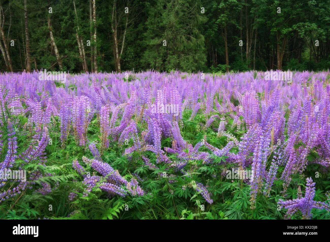 Spring bloom of lupine in Oregon’s Clackamas County. Stock Photo