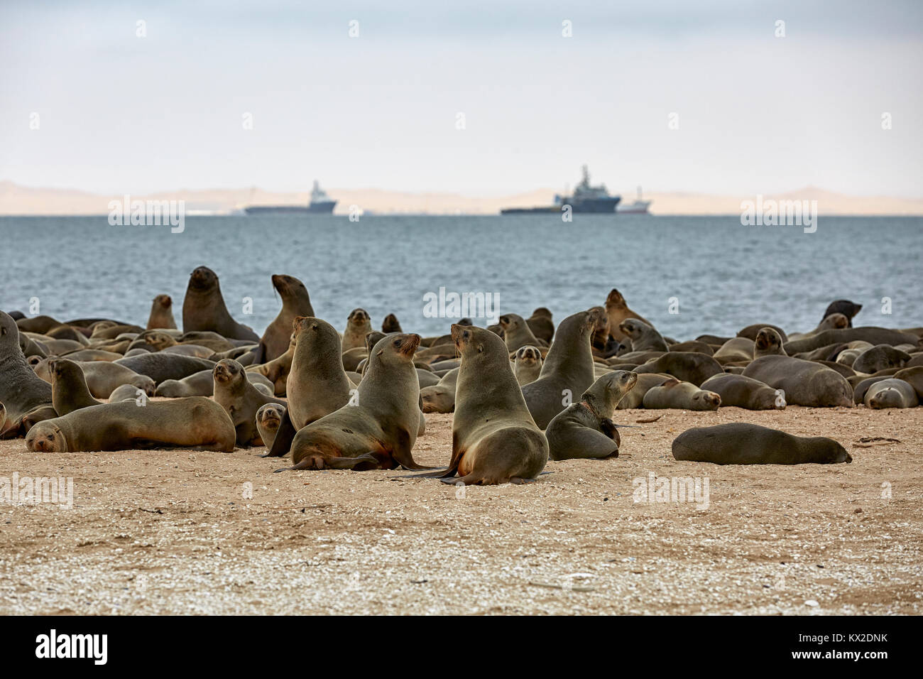 Arctocephalus Pusillus (Cape Fur Seal), Pelican Point, Walvis Bay, Namibia, Africa Stock Photo