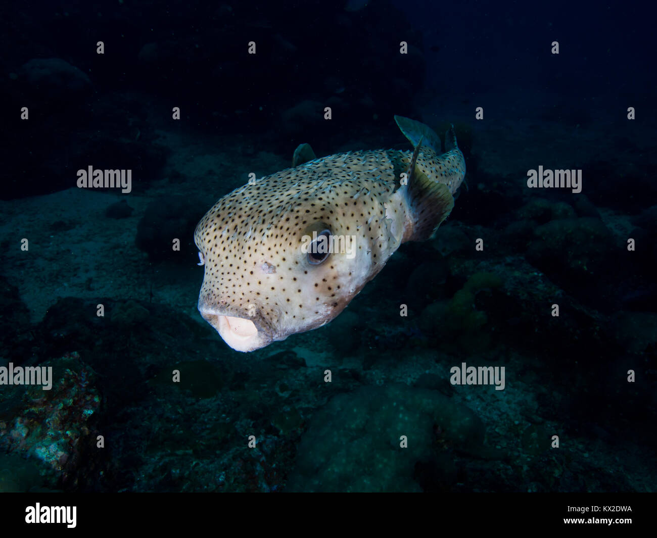 Spotted porcupine fish hires stock photography and images Alamy