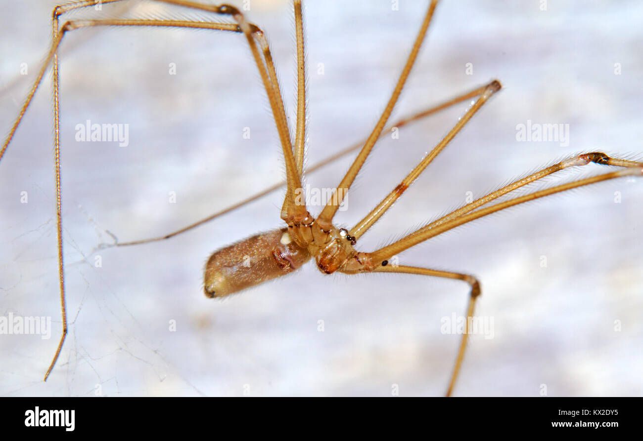Close-up of a Longbodied cellar spider Stock Photo