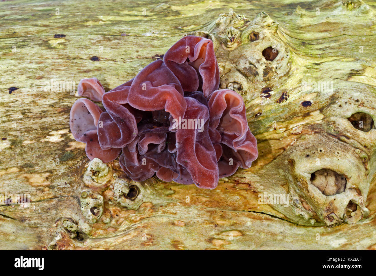 Jew's ear, also known as Wood ear and Jelly ear, growing on dead wood