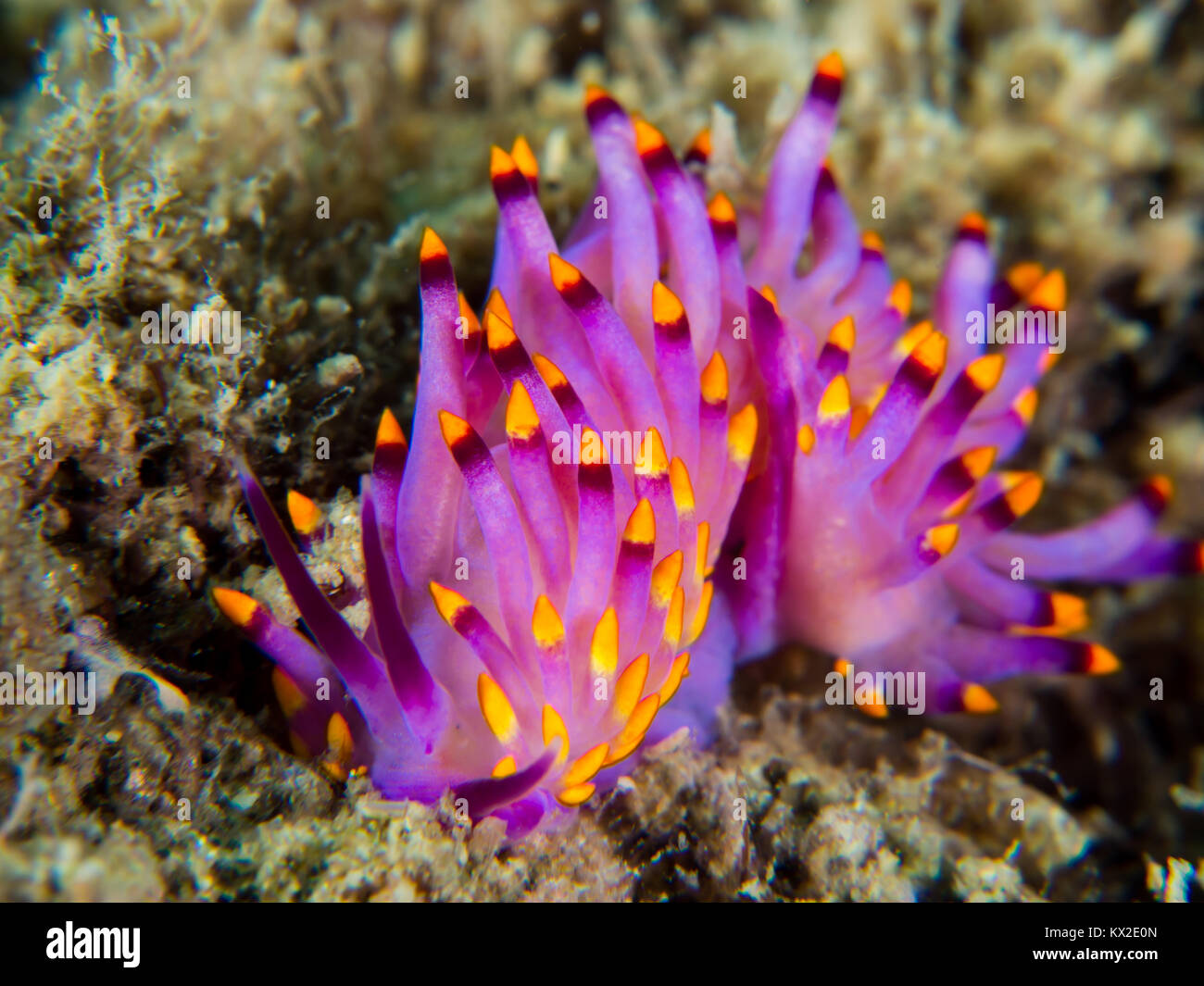 red-lined flabellina Stock Photo