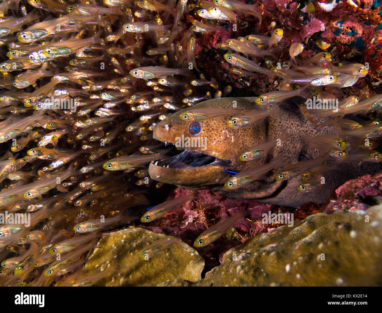 Giant Glassfish High Resolution Stock Photography and Images - Alamy