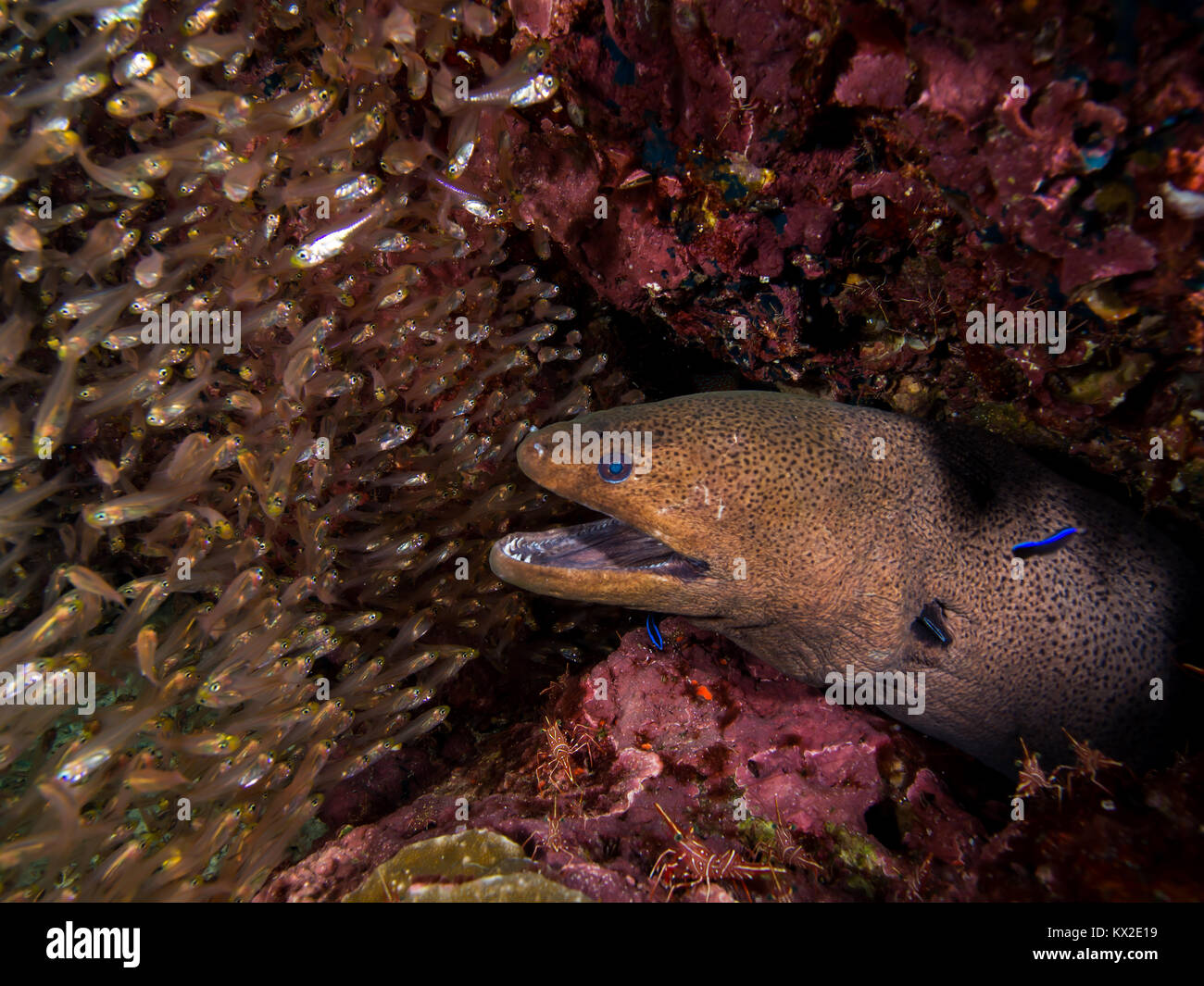 Giant moray hiding among glassfish Stock Photo
