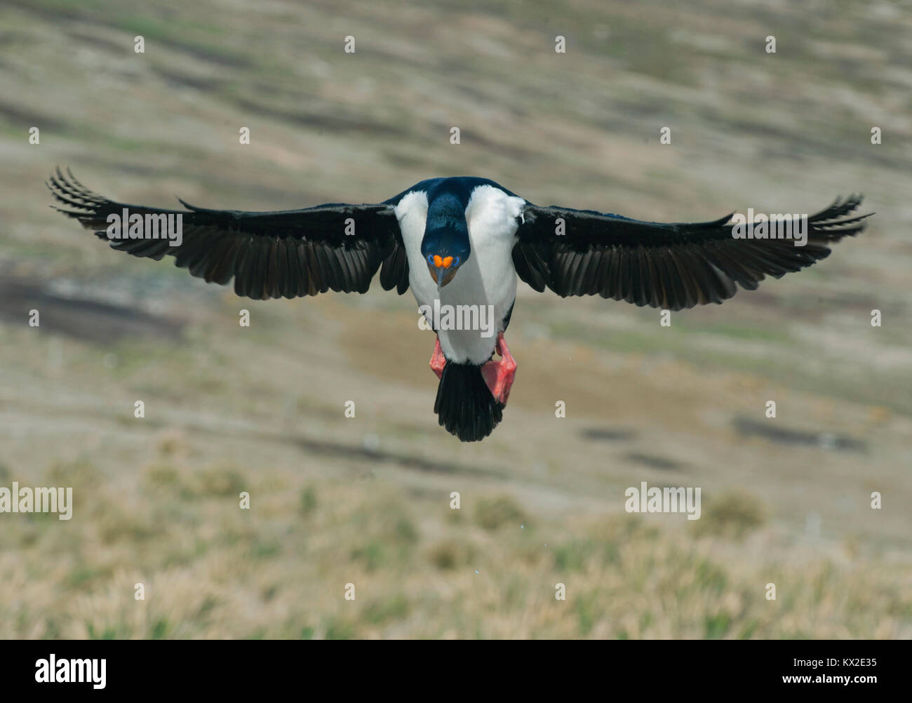 King Cormorant (Phalacrocorax atriceps) landing with wings outstretched