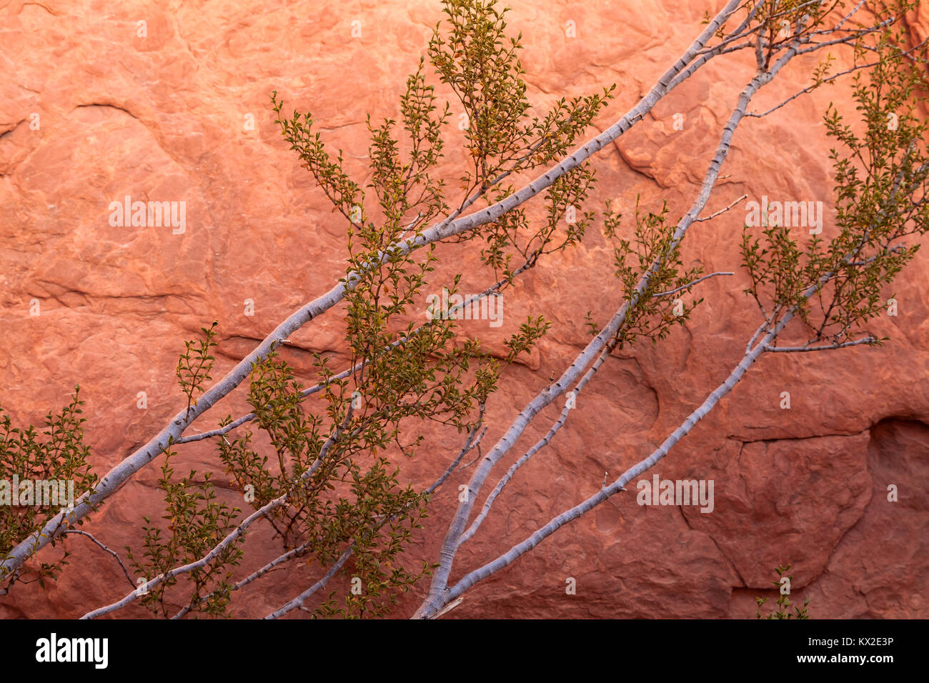 close up of the creosote bush plant leaning against the wall of the red rock in Valley of Fire, Nevada, United States. Stock Photo