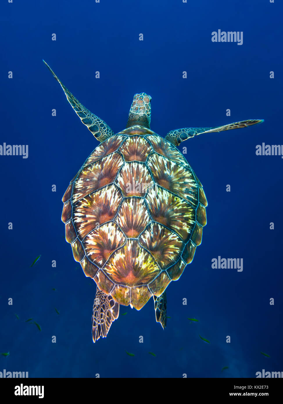 Green sea turtle, Chelonia mydas, taken at Hin Muang, Thailand Stock Photo