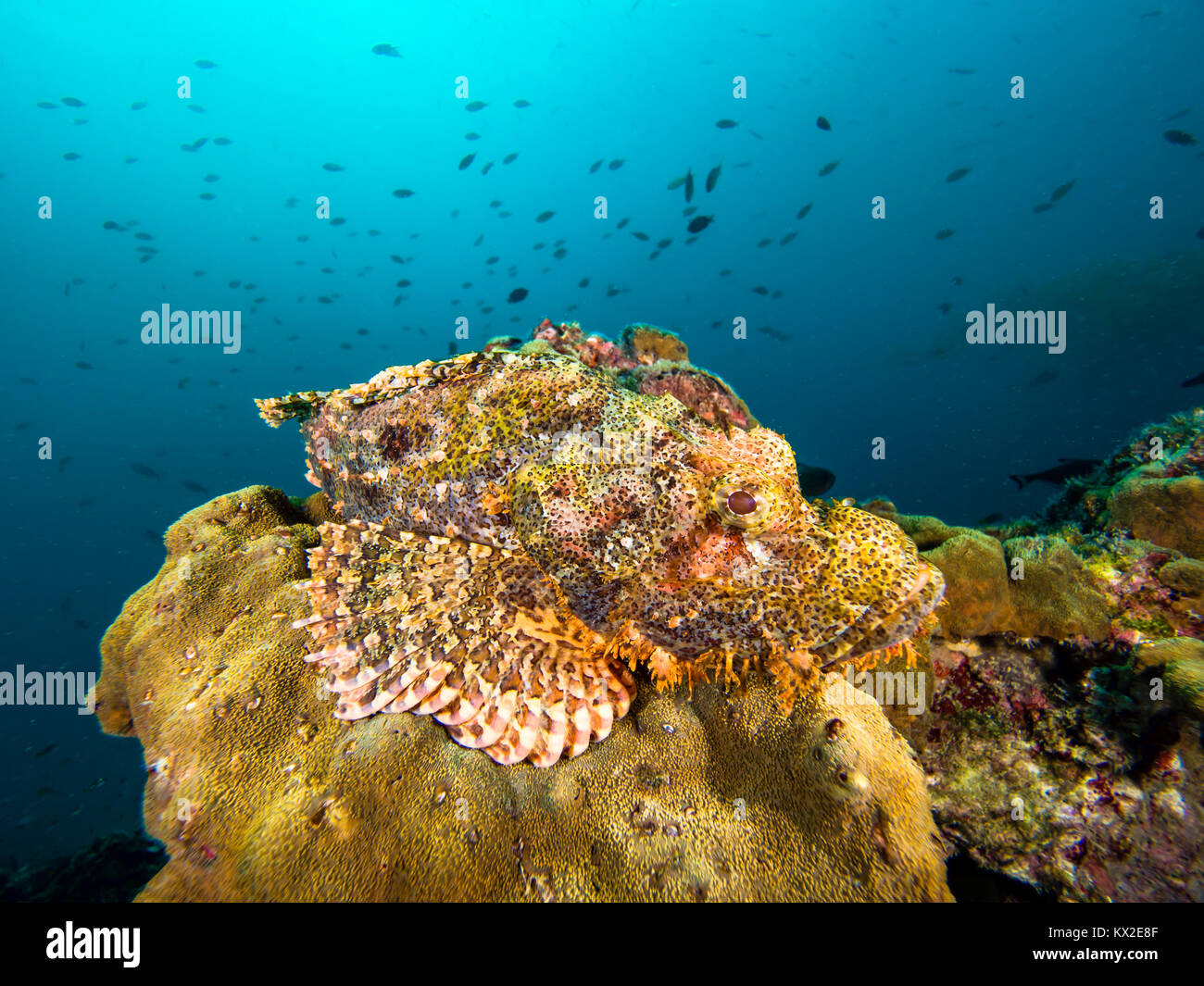 Scorpionfish resting on top of a rock Stock Photo