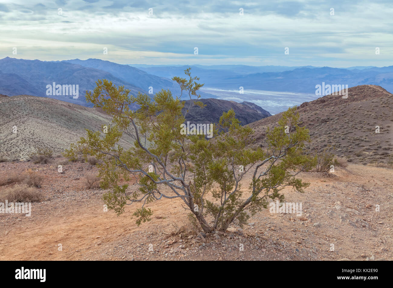 Creosote bush ( Larrea tridentata) in Death Valley National Park, California, United States. Stock Photo