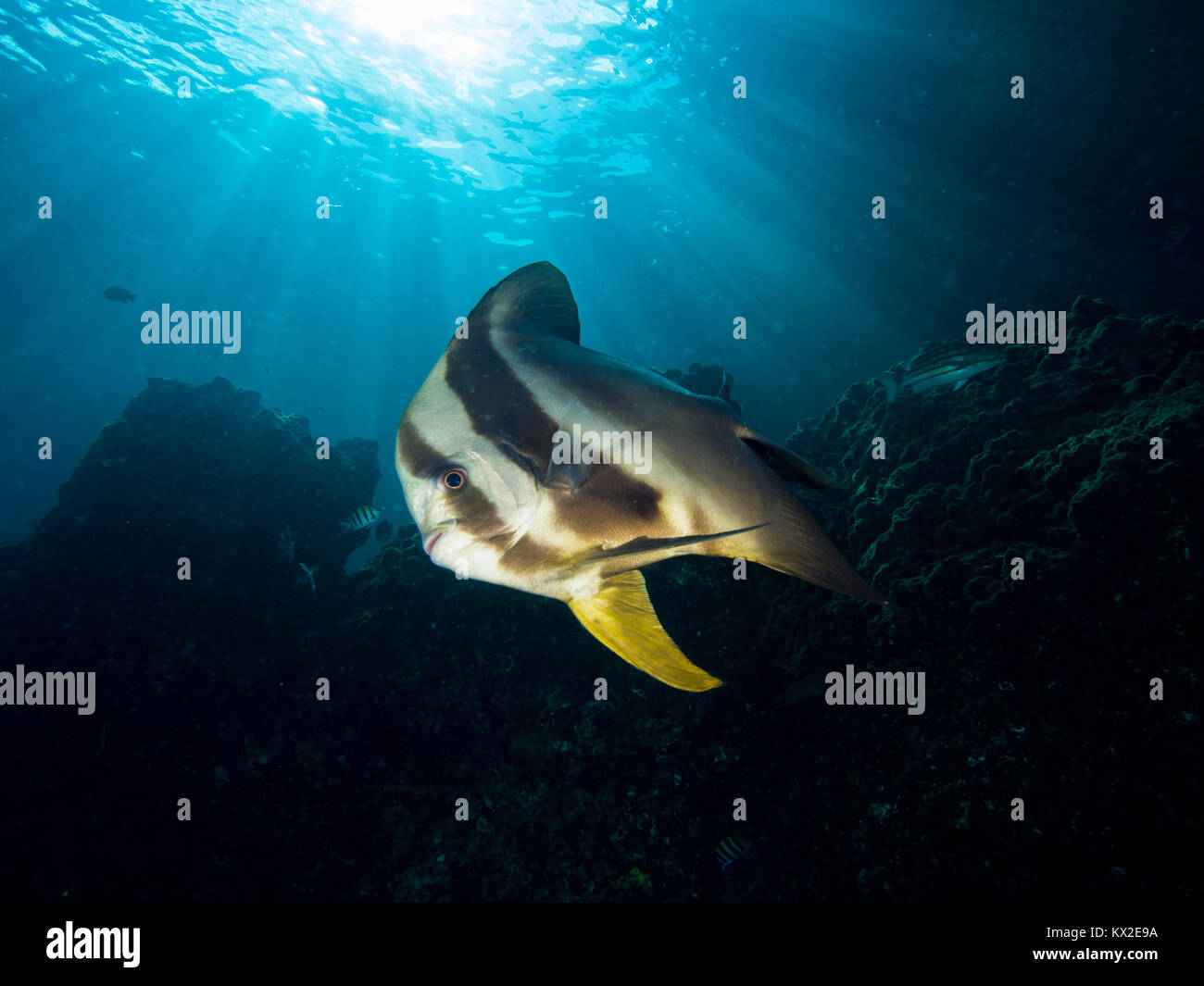 Batfish Ray Longfin batfish with sunrays Stock Photo - Alamy