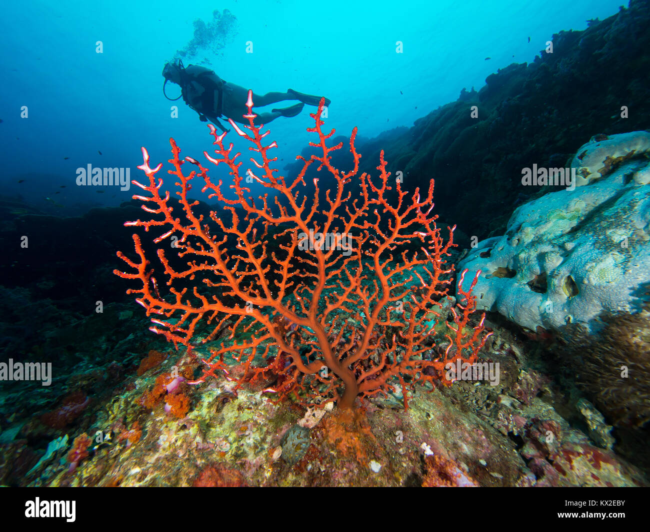 Branch Coral | vlr.eng.br