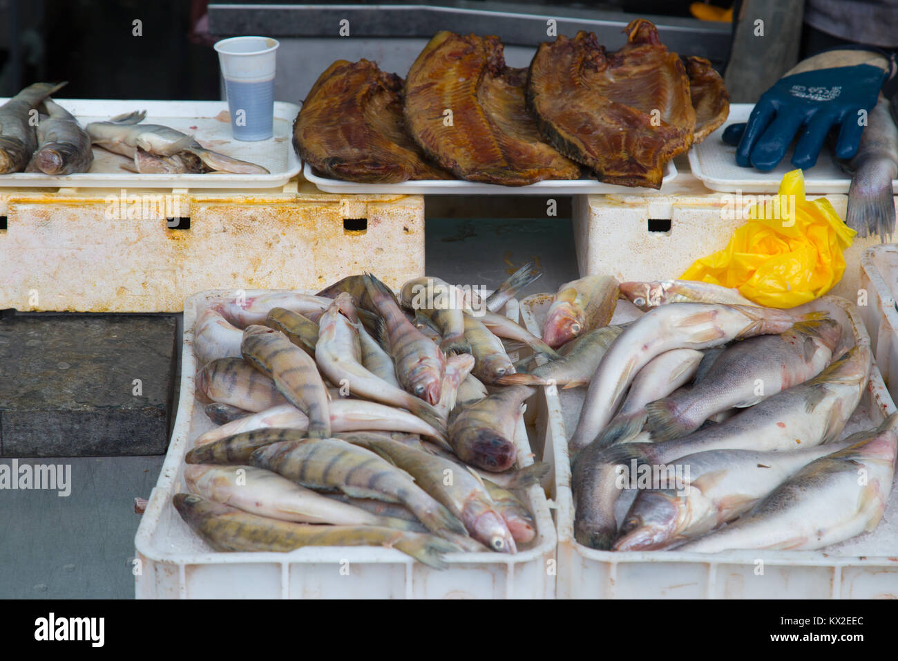 Fresh pike perch / zander fish coming from Danube River being sold at a market in Zemun, Belgrade, Serbia Stock Photo