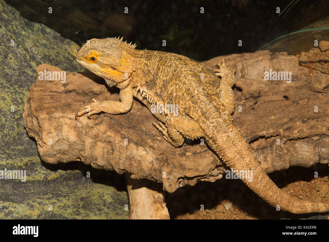 Bearded Dragon Lizard on a log, sharply focused overall including the eye. Brighter orange around head and eye. Stock Photo