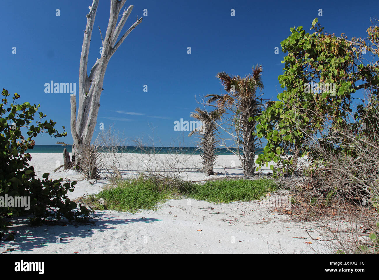 Looking at the beach through a gap in the trees from the nature trail at Stump Pass Beach State Park Florida Stock Photo
