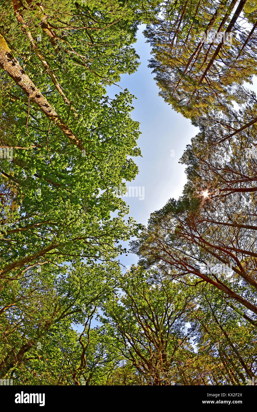 Oak and pine trees in the New Forest National Park, Brockenhurst