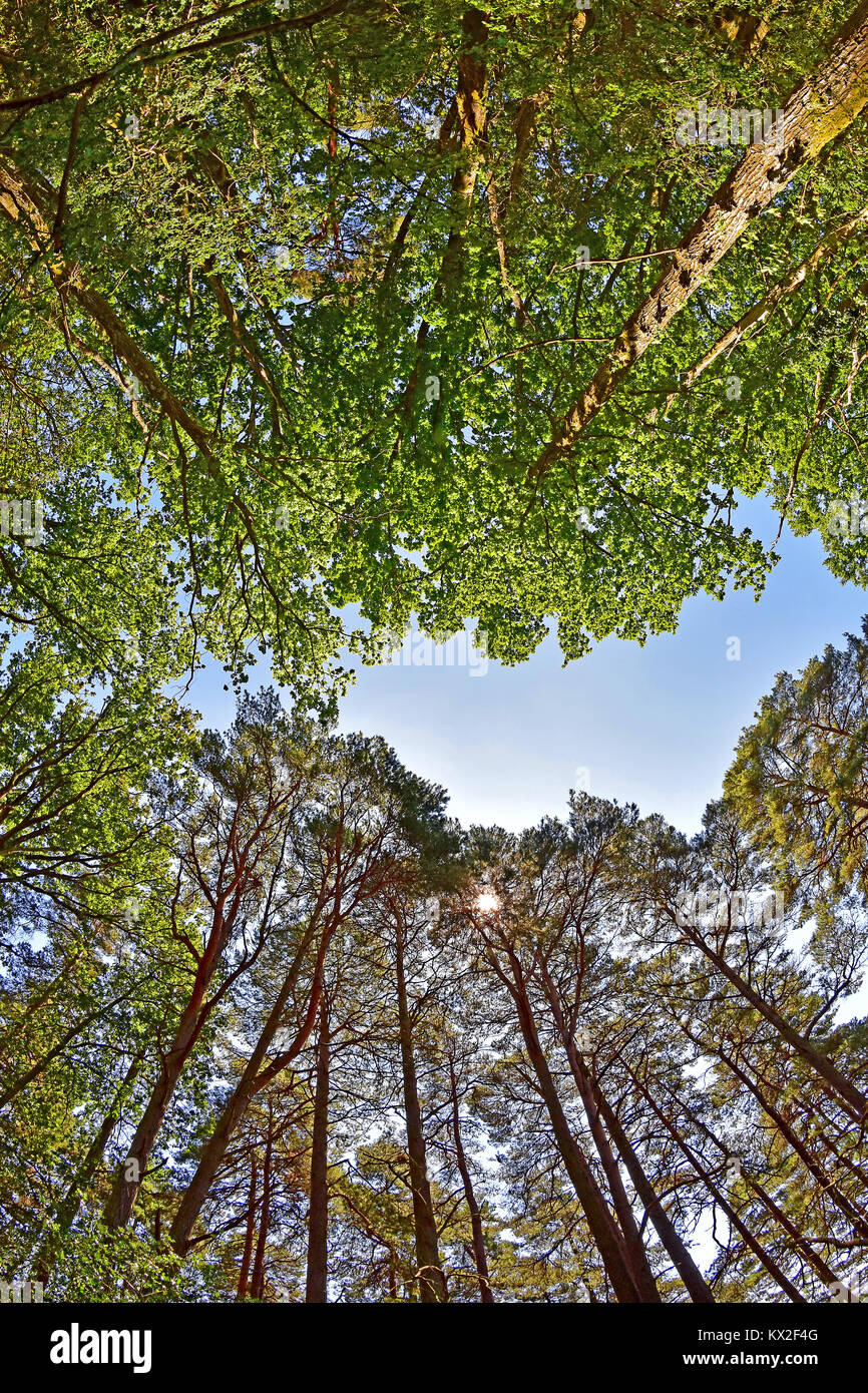 Oak and pine trees in the New Forest National Park, Brockenhurst