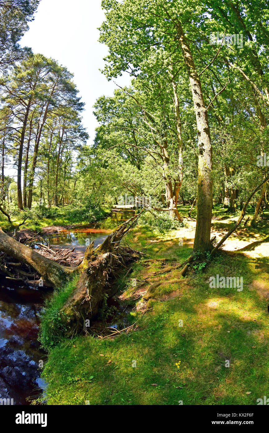 New Forest National Park Stream, Brockenhurst, Hampshire, England Stock