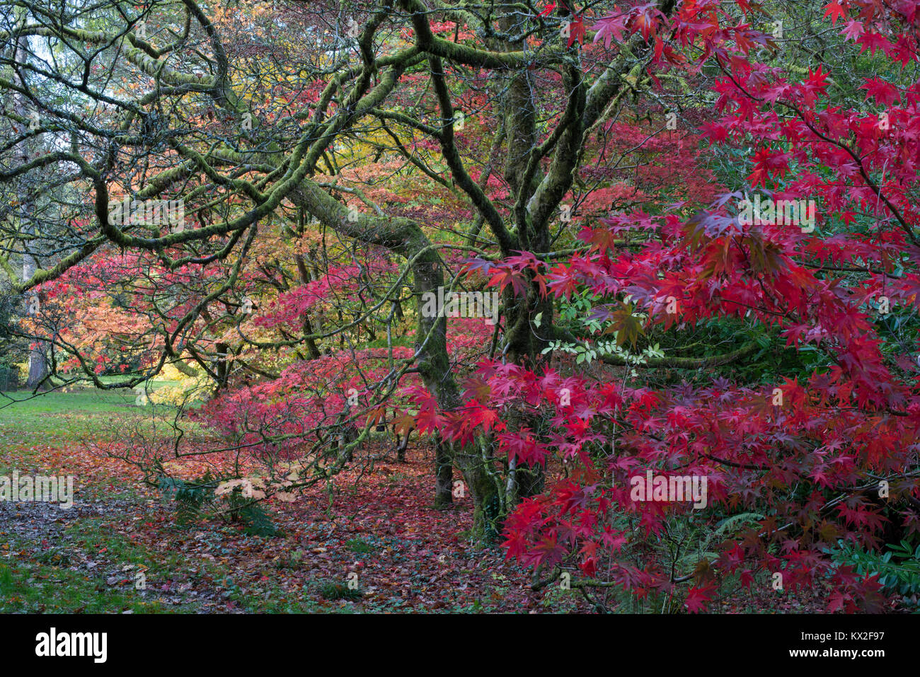 Acers japanese maple hi-res stock photography and images - Alamy