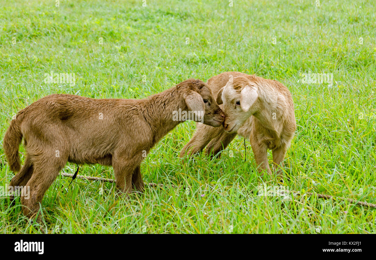 Two new-born lambs nuzzle each other in the wet grass of a pasture in Tobago, Trinidad and Tobago.  The sibling black belly sheep were born recently. Stock Photo