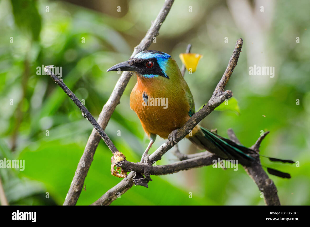 View of a spectacular blue crowned mot mot bird perched on a tree in Tobago.  The bird, latin name Momotus momota, is very popular in the island natio Stock Photo