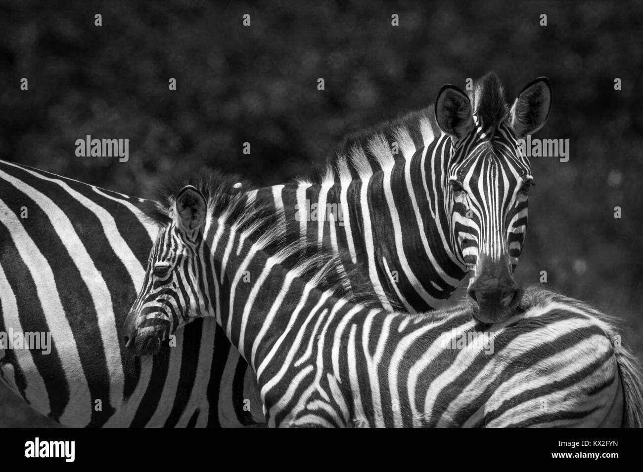 Plains zebra in Kruger national park, South Africa ; Specie Equus