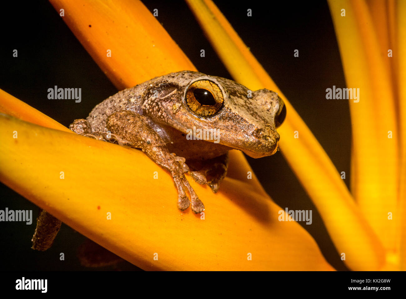 Coquí frogs in their natural enviroment. Stock Photo
