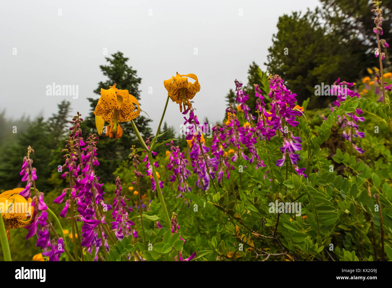 Columbia Tiger Lily, Lilium columbianum, and Western Sweetbroom, Hedysarum occidentale, along trail to Mount Townsend in the Buckhorn Wilderness, Olym Stock Photo