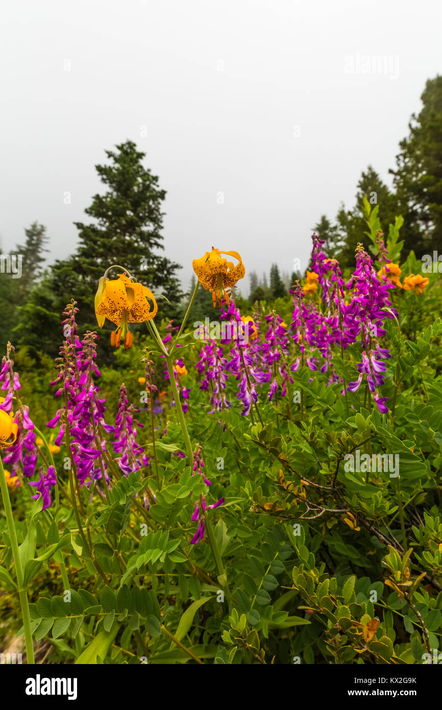 Columbia Tiger Lily, Lilium columbianum, and Western Sweetbroom, Hedysarum occidentale, along trail to Mount Townsend in the Buckhorn Wilderness, Olym Stock Photo
