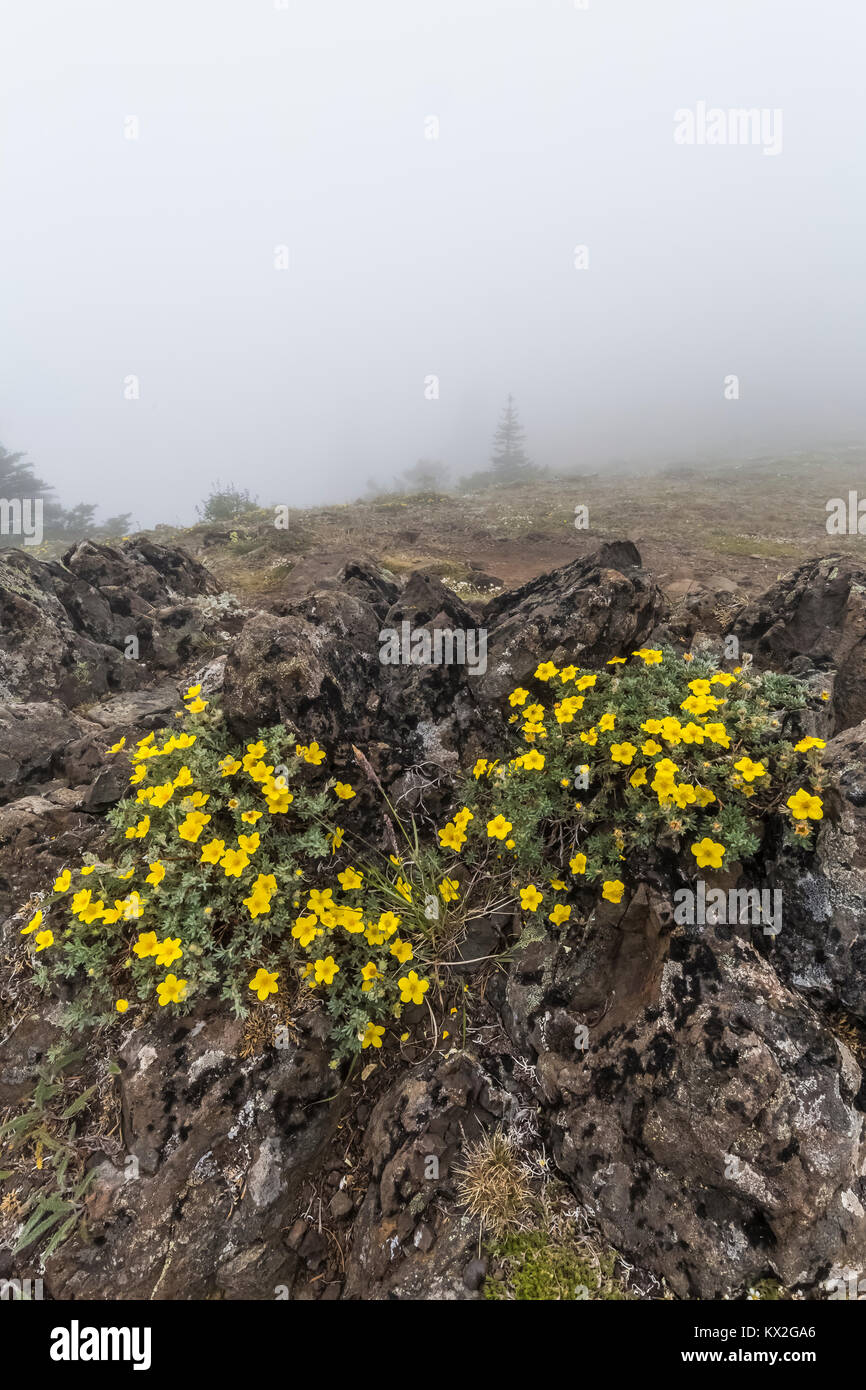 Shrubby Cinquefoil, Dasiphora fruiticosa or Potentilla fruiticosa, flowering in an alpine meadow on Mount Townsend in the Buckhorn Wilderness, Olympic Stock Photo