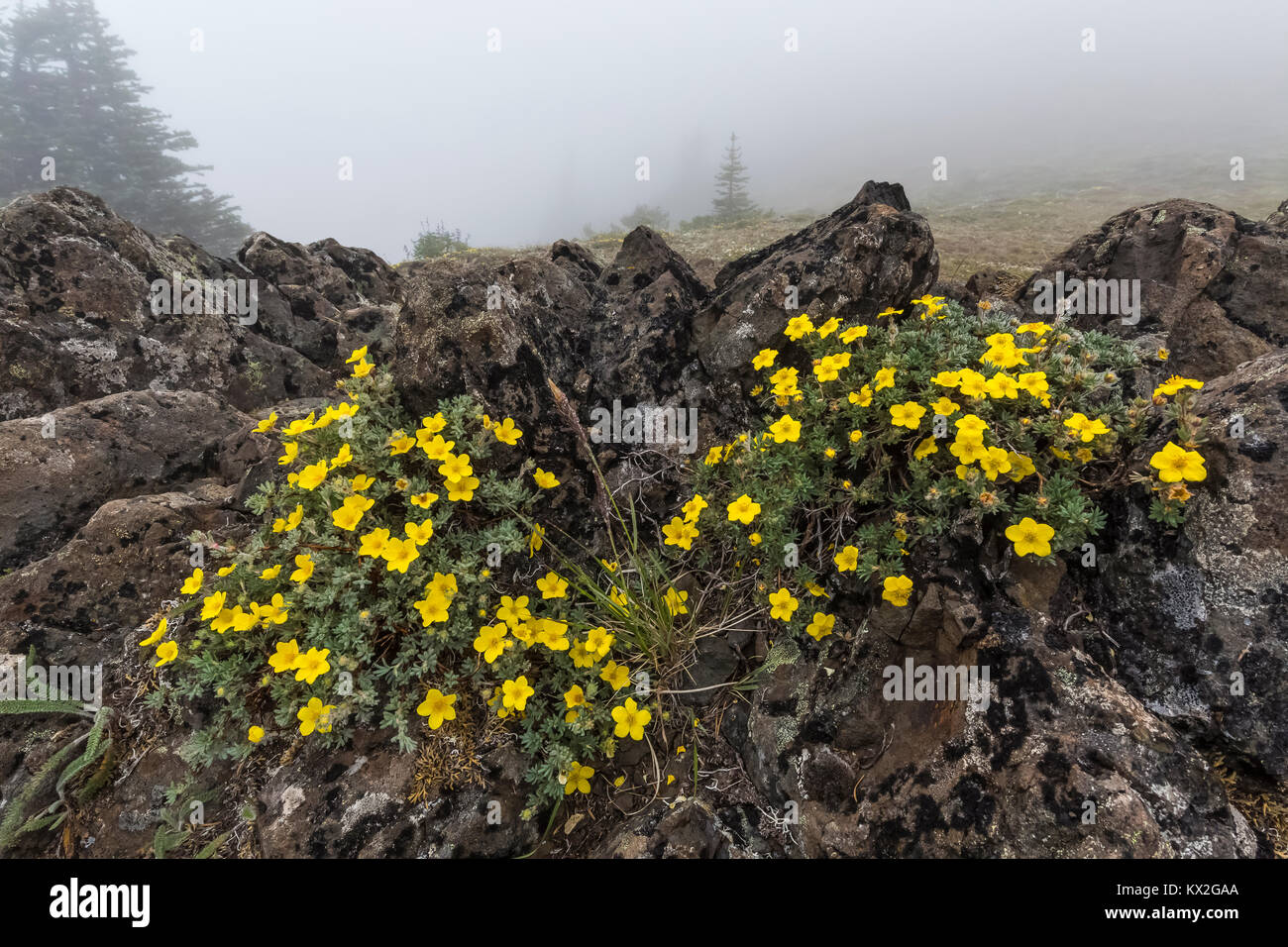Shrubby Cinquefoil, Dasiphora fruiticosa or Potentilla fruiticosa, flowering in an alpine meadow on Mount Townsend in the Buckhorn Wilderness, Olympic Stock Photo