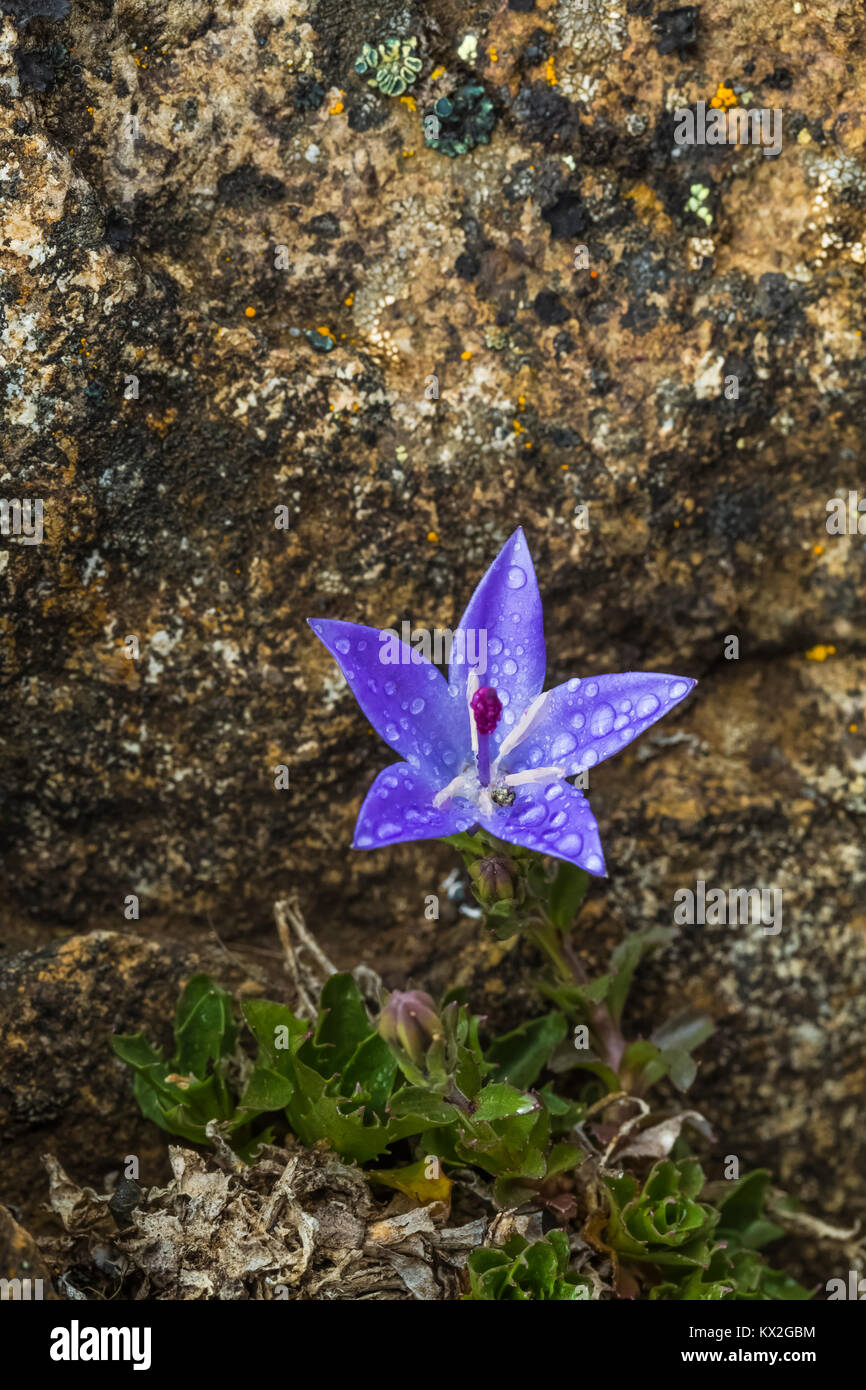 Olympic Bellflower, Campanula piperi, a wildflower endemic to the Olympic Mountains and part of Vancouver Island, in rocky habitat on Mount Townsend i Stock Photo