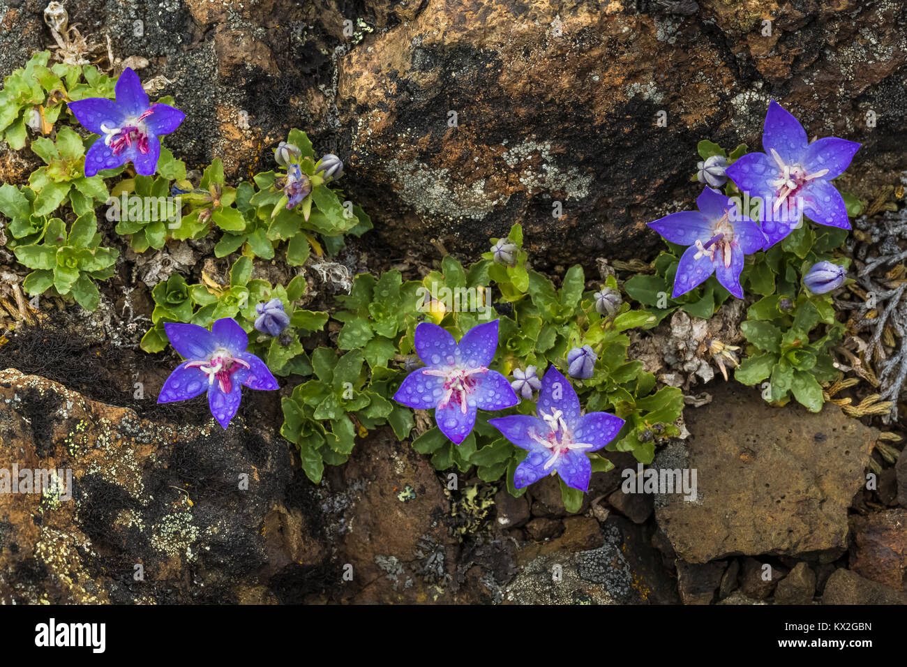 Olympic Bellflower, Campanula piperi, a wildflower endemic to the Olympic Mountains and part of Vancouver Island, in rocky habitat on Mount Townsend i Stock Photo