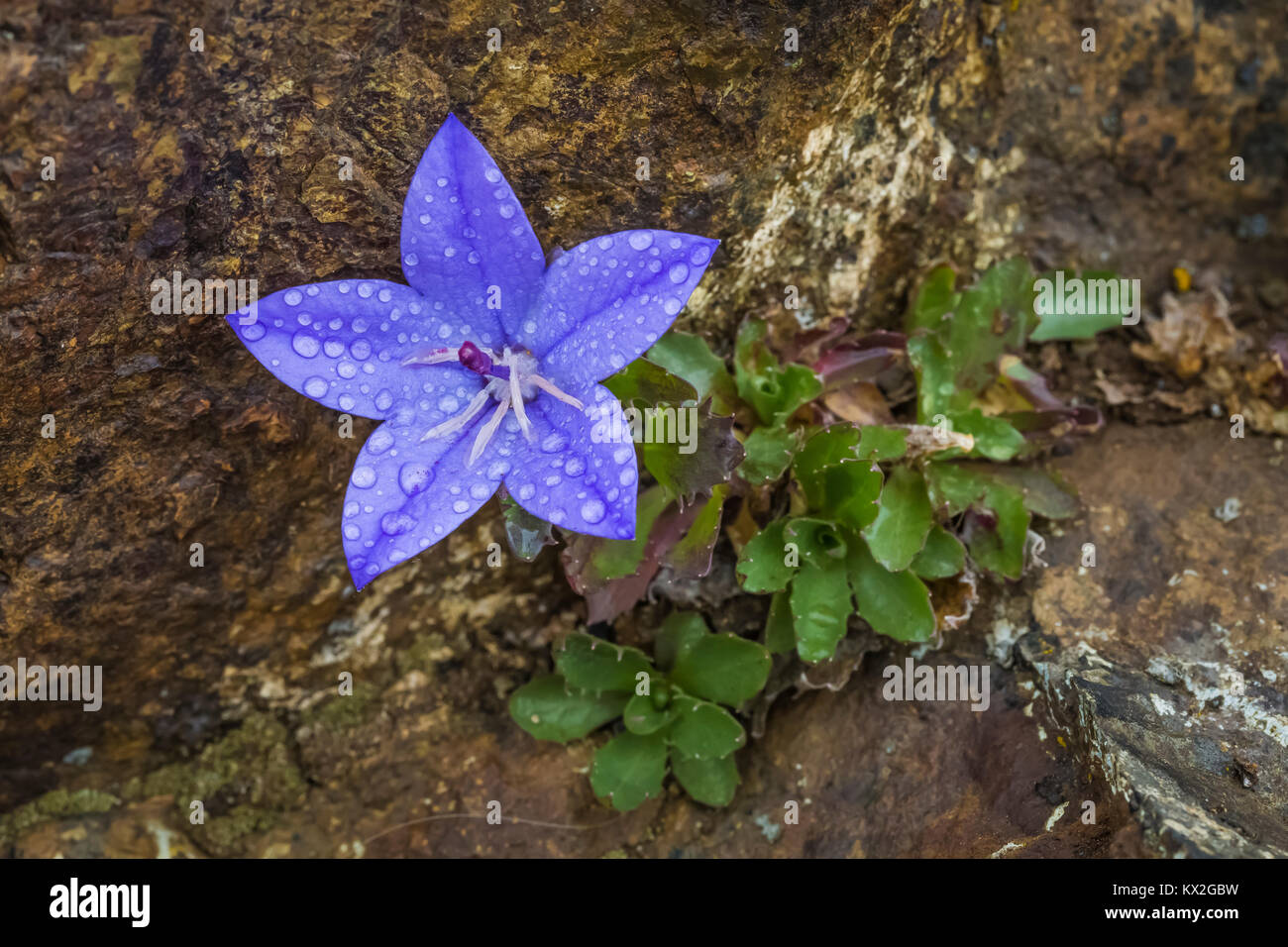 Olympic Bellflower, Campanula piperi, a wildflower endemic to the Olympic Mountains and part of Vancouver Island, in rocky habitat on Mount Townsend i Stock Photo