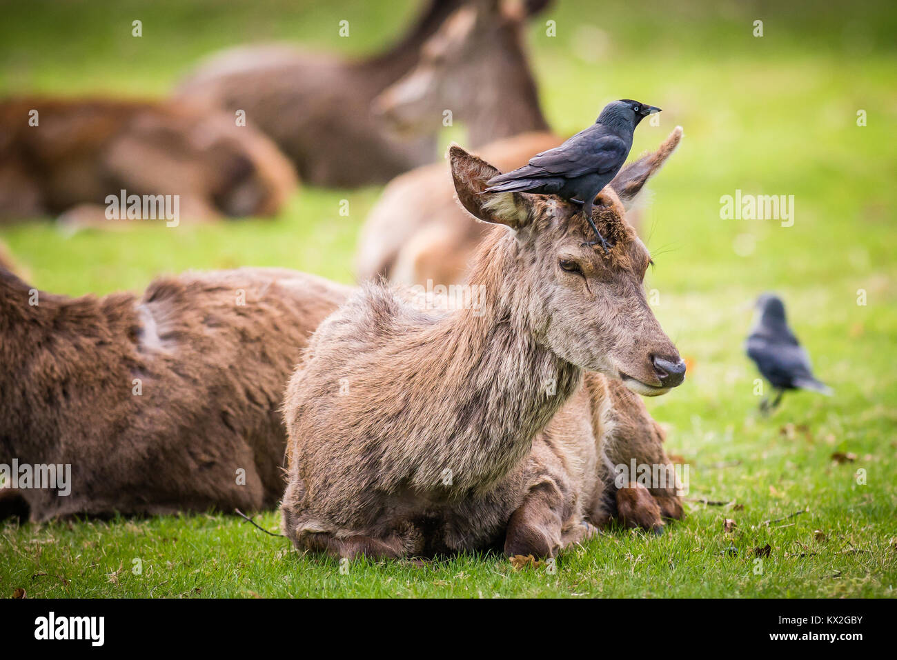 Red Deer does sit quietly as Jackdaws pluck loose fur from her back with their beaks before flying off to make their nests Stock Photo