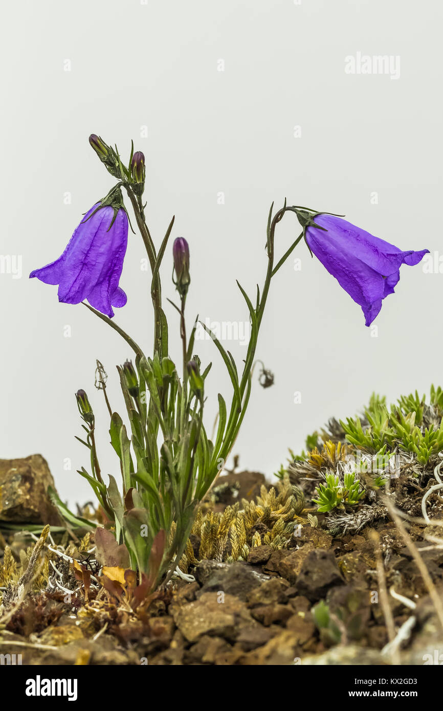 Bluebells-of-Scotland, Campanula rotundifolia, on a misty morning on Mount Townsend in the Buckhorn Wilderness, Olympic National Forest, Washington St Stock Photo
