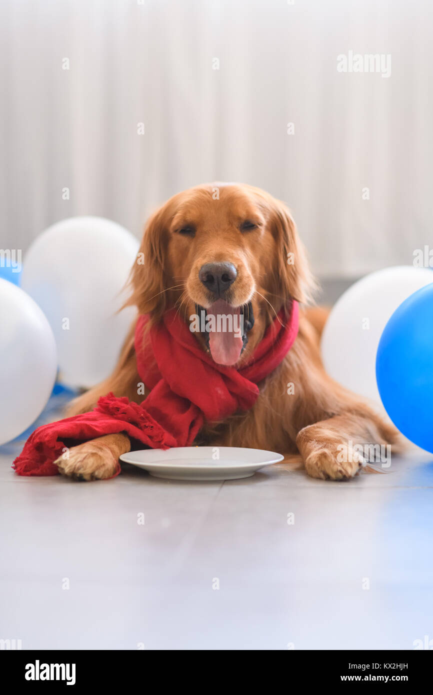 Golden Retriever wearing a scarf Stock Photo - Alamy