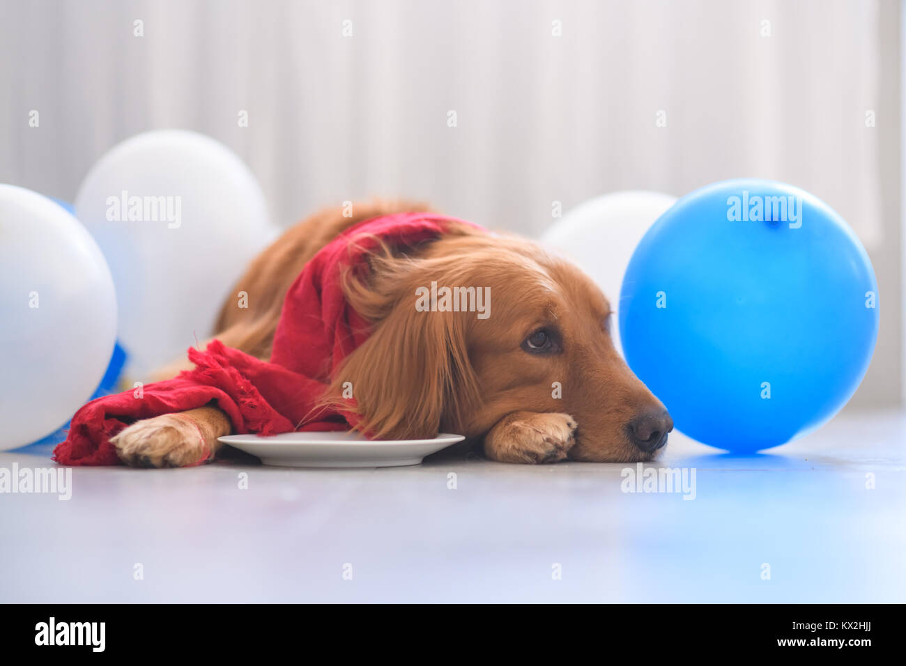 Golden Retriever wearing a scarf Stock Photo - Alamy