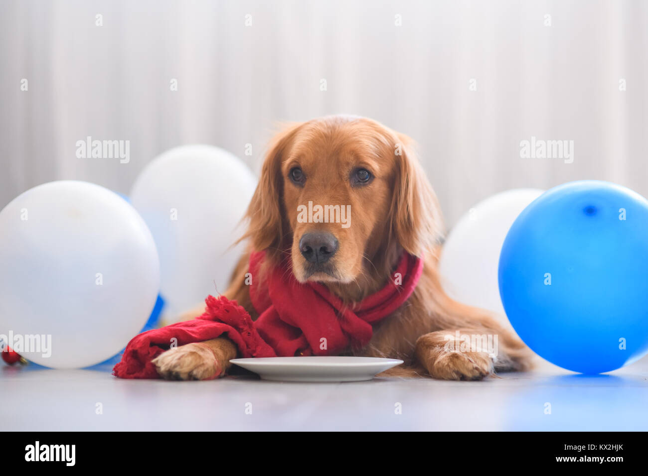 Golden Retriever wearing a scarf Stock Photo - Alamy