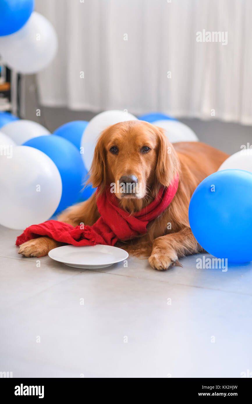 Golden Retriever wearing a scarf Stock Photo - Alamy
