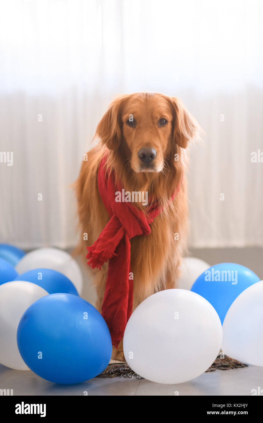 Golden Retriever wearing a scarf Stock Photo - Alamy