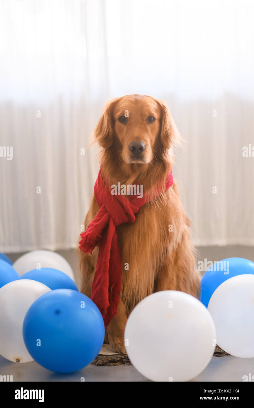 Golden Retriever wearing a scarf Stock Photo - Alamy