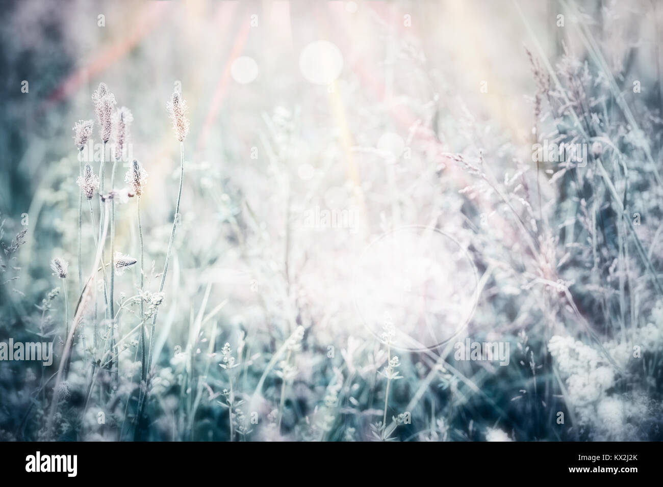 Nature landscape background with wild flowers and grass Stock Photo - Alamy