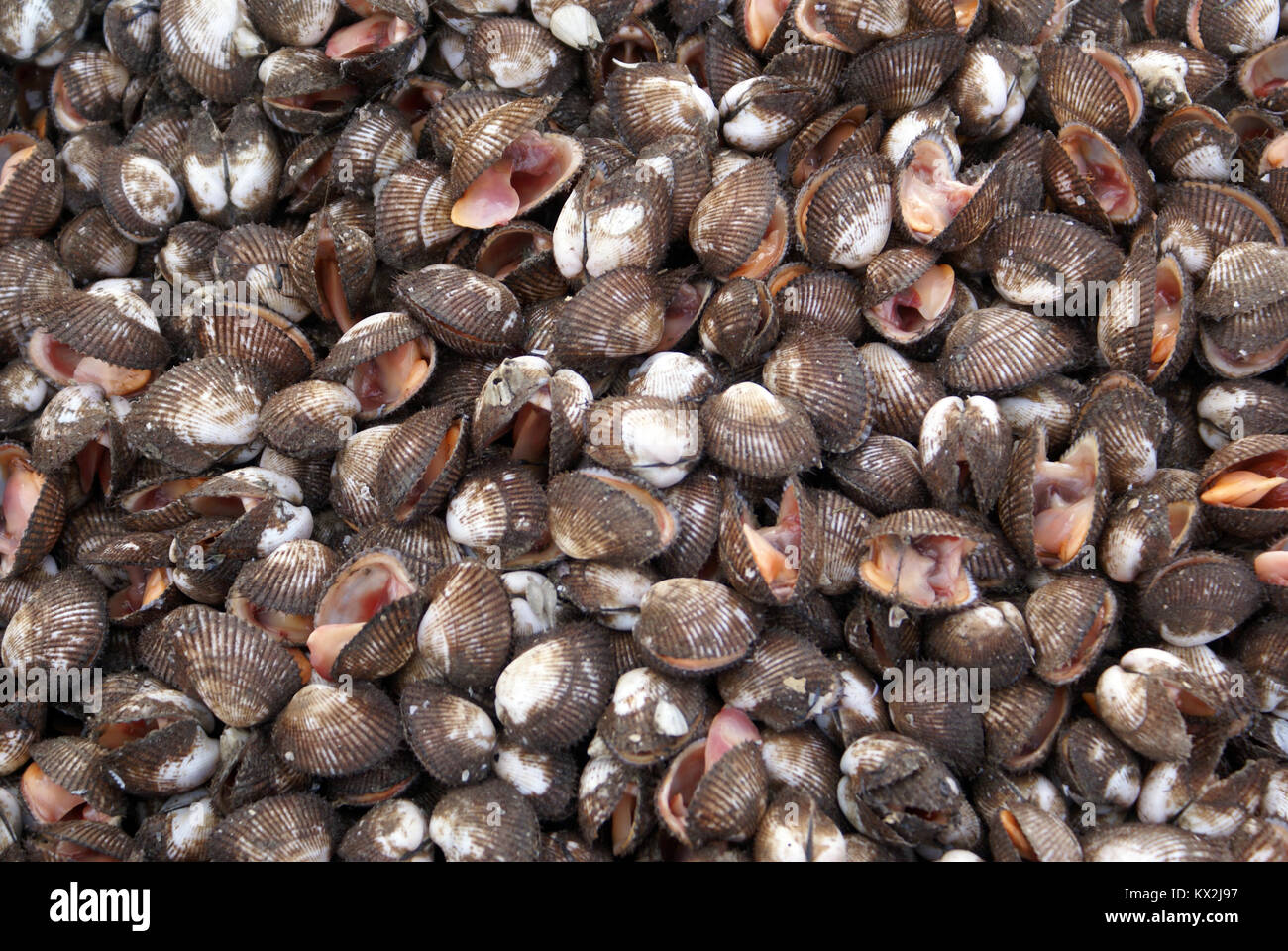 Shells on the stall in the market, Vietnam Stock Photo