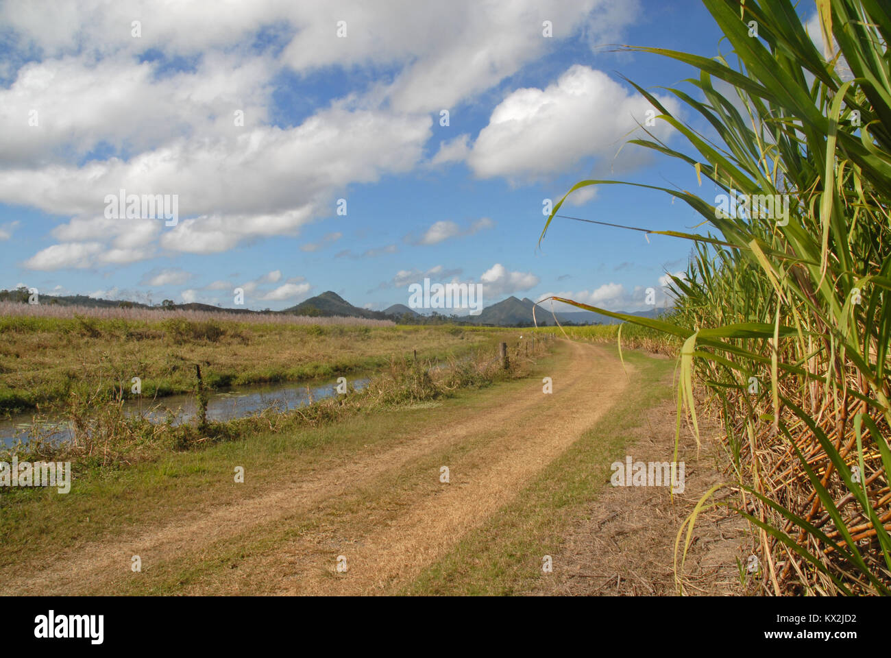 Corn field in Queensland, Australia Stock Photo Alamy