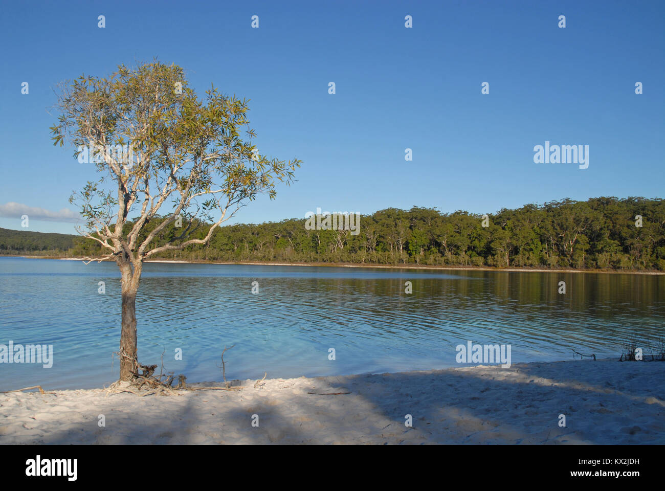 Tree at Lake McKenzie, Fraser Island, Australia Stock Photo