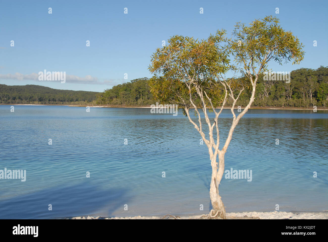 Tree at the beach of Lake McKenzie, Fraser Island, Australia Stock Photo