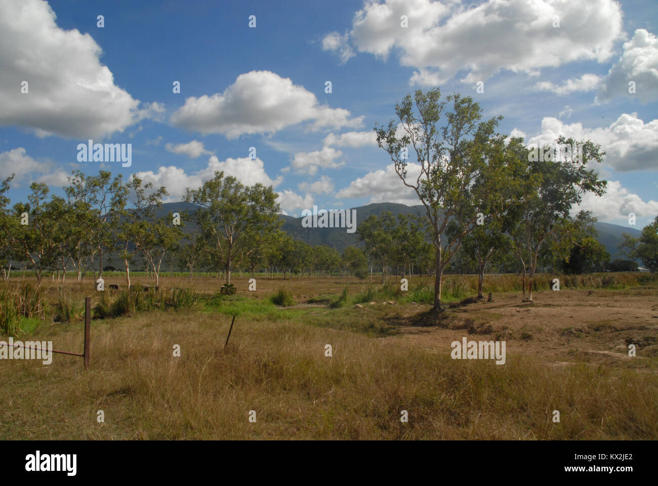 Trees on a farm in Queensland, Australia Stock Photo Alamy