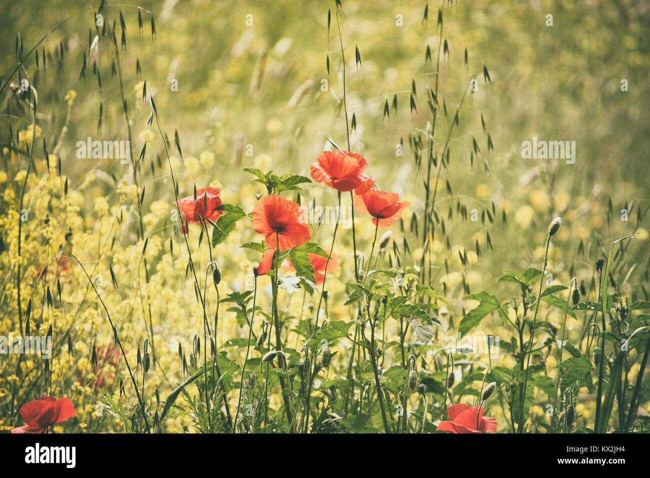 Red italian poppies wildflowers in hi-res stock photography and images ...