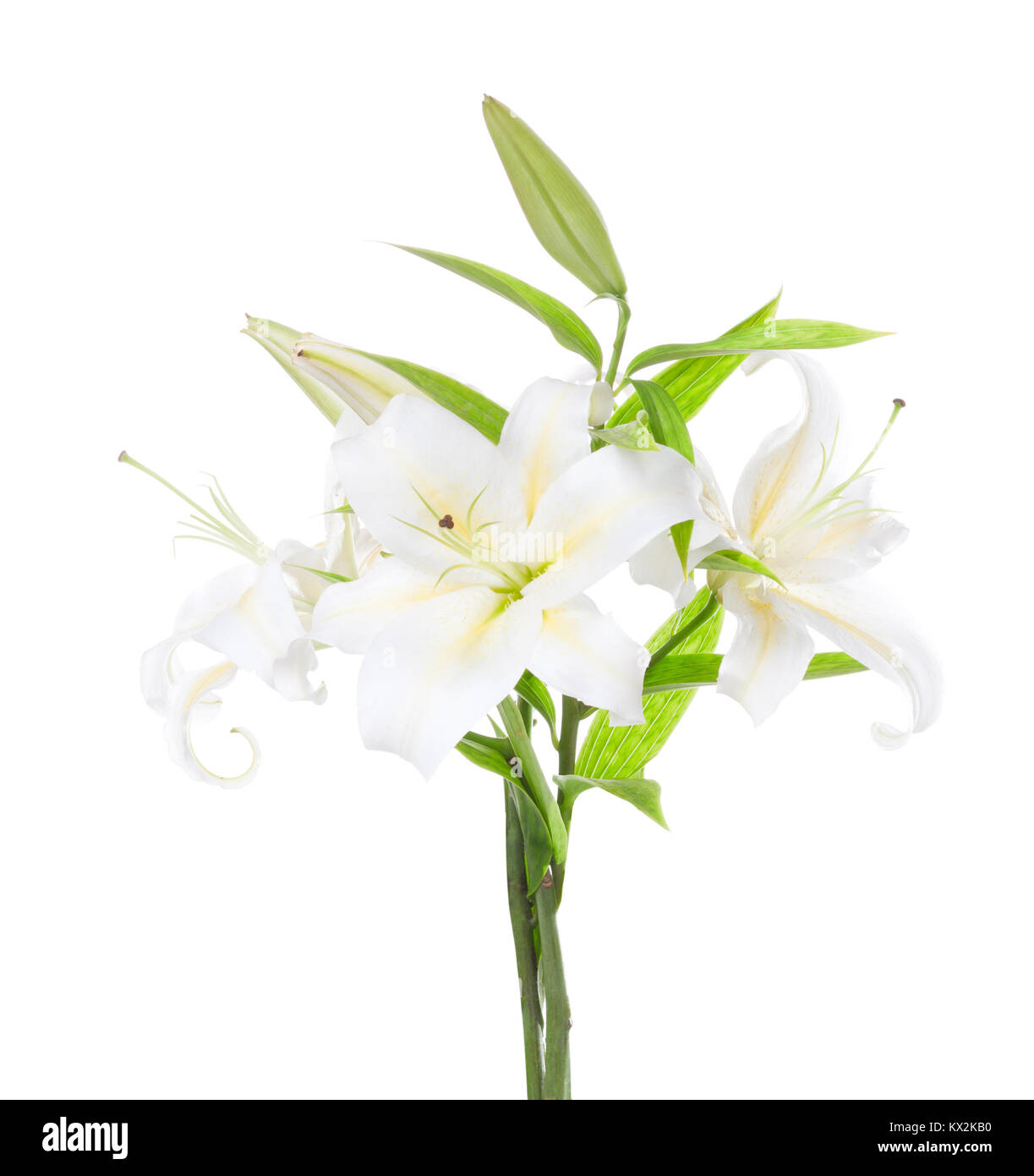 Three white lily isolated on white background Stock Photo - Alamy