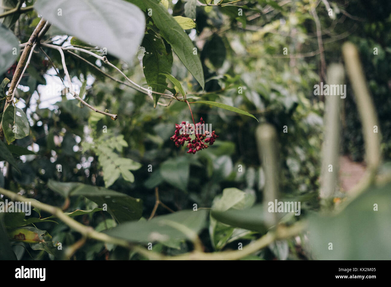 Red jungle fruit at Cahuita National Park, Cahuita, Limón, Costa Rica. Stock Photo